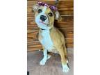 Maybelle, American Pit Bull Terrier For Adoption In The Colony, Texas