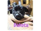 Dakota, Terrier (unknown Type, Medium) For Adoption In Portland, Oregon