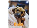 Duke, Terrier (unknown Type, Medium) For Adoption In Portland, Oregon