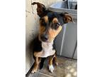 Frankey, Miniature Pinscher For Adoption In Phoenix, Arizona