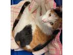 Peeps, Domestic Shorthair For Adoption In Eugene, Oregon