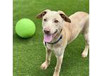 Bubba, Labrador Retriever For Adoption In Oceanside, California