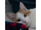 Lucien, Domestic Shorthair For Adoption In Manchester, Missouri