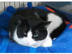 Russel, Domestic Shorthair For Adoption In Westville, Indiana