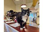 Penny, Domestic Mediumhair For Adoption In Toms River, New Jersey