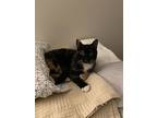 Callie, Domestic Shorthair For Adoption In Edmonton, Alberta