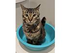 River Kitten, Domestic Shorthair For Adoption In Rockaway, New Jersey