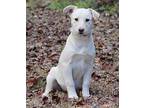Ruby, Labrador Retriever For Adoption In Bedford, Virginia
