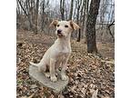 Butter, Labrador Retriever For Adoption In Hastings, Minnesota