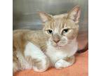 Beans, Domestic Shorthair For Adoption In Palm Springs, California