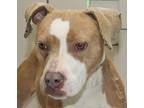 Sheila, Staffordshire Bull Terrier For Adoption In Forrest City, Arkansas