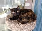 Miss T (bonded To Lb), Domestic Shorthair For Adoption In Abbotsford