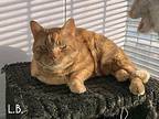 Lb (bonded To Miss T), Domestic Shorthair For Adoption In Abbotsford