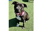Gaia, American Staffordshire Terrier For Adoption In Vallejo, California
