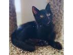 Elvis (boo), Domestic Shorthair For Adoption In Brandon, Florida