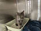 Hobbi, Russian Blue For Adoption In Los Angeles, California