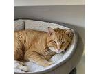 Harley, Domestic Shorthair For Adoption In W. Windsor, New Jersey