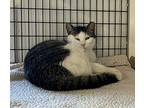 Misty, Domestic Shorthair For Adoption In W. Windsor, New Jersey
