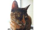 Kitsap, Domestic Shorthair For Adoption In Encinitas, California