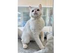 Lemon Balm, Domestic Shorthair For Adoption In Encinitas, California