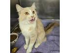 Harriet, Domestic Longhair For Adoption In Mount Holly, New Jersey