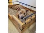 Shawna, American Staffordshire Terrier For Adoption In Mount Holly, New Jersey