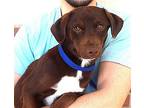 Archer, Labrador Retriever For Adoption In Carrollton, Texas