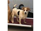 Noelle, Jack Russell Terrier For Adoption In Sussex, New Jersey