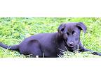Puppy Brice, Labrador Retriever For Adoption In Sussex, New Jersey