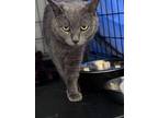 Misty, Willow Grove Pa (fcid# 02/22/2024-112), Domestic Shorthair For Adoption