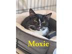 Moxie, Willow Grove Pa (fcid# 11/10/2022-6), Domestic Shorthair For Adoption In