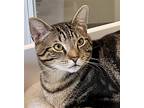 Marco Brown (fcid# 01/02/2024 - 67 Trainer), Domestic Shorthair For Adoption In