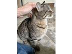 Queenie (fcid# 02/13/2024 - 14 Trainer), Domestic Shorthair For Adoption In