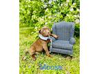 Moose, Labrador Retriever For Adoption In Batesville, Arkansas