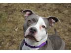 Sophie, American Pit Bull Terrier For Adoption In Pittsfield, Massachusetts