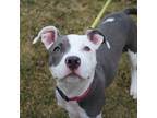 Jazzy Wazzy, American Pit Bull Terrier For Adoption In Pittsfield, Massachusetts