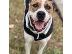 Lucky, American Staffordshire Terrier For Adoption In Tampa, Florida
