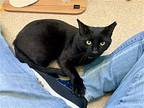 Tizzy, Domestic Shorthair For Adoption In Mccormick, South Carolina