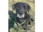 Lily, Labrador Retriever For Adoption In Lincoln, Nebraska