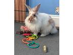 Buggs C., Angora, English For Adoption In Philadelphia, Pennsylvania