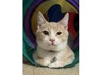 Brody, Domestic Shorthair For Adoption In Parlier, California
