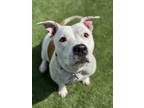 Eudora, American Pit Bull Terrier For Adoption In Sanger, California