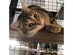 Allegra, Domestic Shorthair For Adoption In Caledon, Ontario