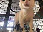 Buddy, Domestic Shorthair For Adoption In Caledon, Ontario