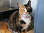 Bella Donna, Domestic Shorthair For Adoption In Chicago, Illinois