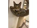 Duke24, Domestic Shorthair For Adoption In Milwaukee, Wisconsin