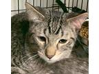 Tadeo24, Domestic Shorthair For Adoption In Milwaukee, Wisconsin