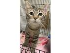 Tabatha24, Domestic Shorthair For Adoption In Milwaukee, Wisconsin