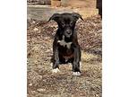 Raven Sm, Labrador Retriever For Adoption In Warrior, Alabama