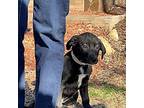 Bear Sm, Labrador Retriever For Adoption In Warrior, Alabama